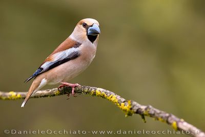 Hawfinch (Frosone)