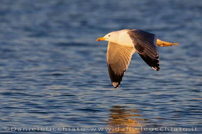 Gabbiano reale; Yellow-legged Gull; Larus michahellis