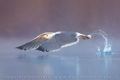Yellow-legged Gull (Larus michahellis)