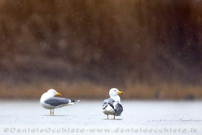 Yellow-legged Gull (Gabbiano reale)