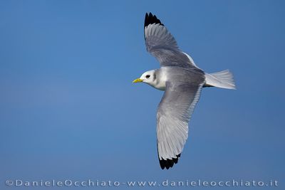 Black-legged Kittiwake (Rissa tridactyla)
