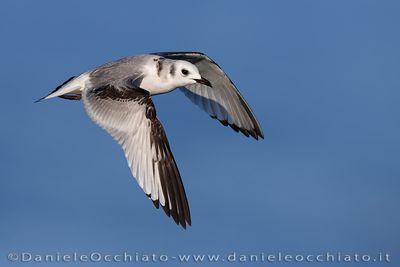 Gabbiano tridattilo; Black-legged Kittiwake; Rissa tridactyla