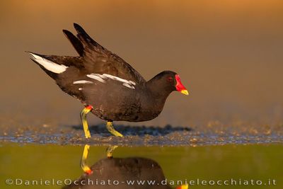 Gallinella d'acqua; Common Moorhen; Gallinula chloropus