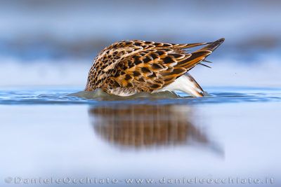 Little Stint (Calidris minuta)