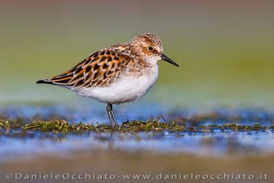 Little Stint (Gambecchio)