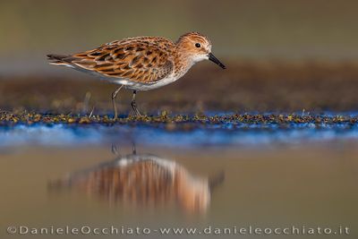 Little Stint (Calidris minuta)