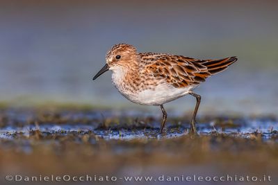 Little Stint (Calidris minuta)