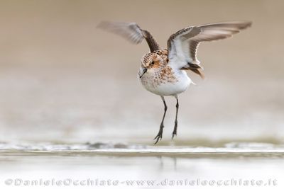 Little Stint (Calidris minuta)