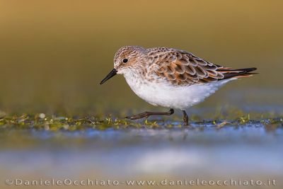 Little Stint (Calidris minuta)