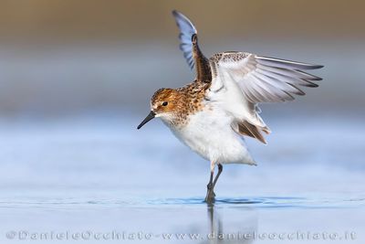 Little Stint (Calidris minuta)