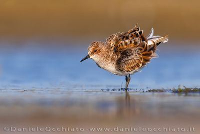 Little Stint (Calidris minuta)