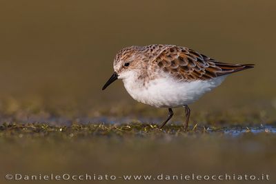 Little Stint (Calidris minuta)