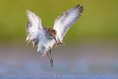 Little Stint (Calidris minuta)