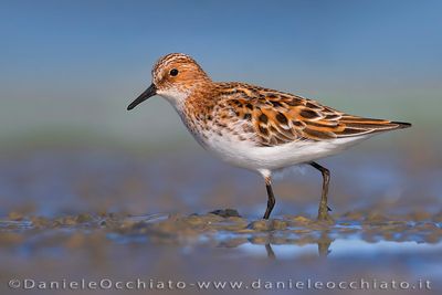Little Stint (Calidris minuta)