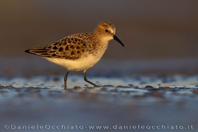 Little Stint (Calidris minuta)