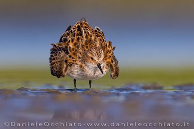 Little Stint (Calidris minuta)