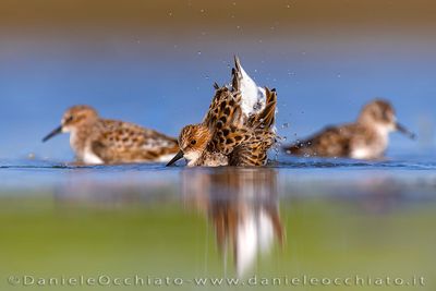 Little Stint (Calidris minuta)