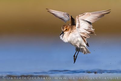 Little Stint (Calidris minuta)