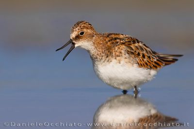 Little Stint (Calidris minuta)