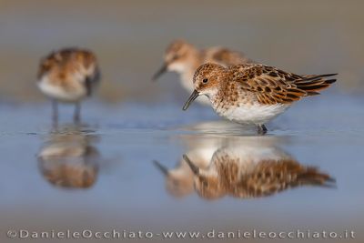 Little Stint (Calidris minuta)
