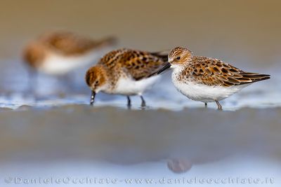 Little Stint (Calidris minuta)