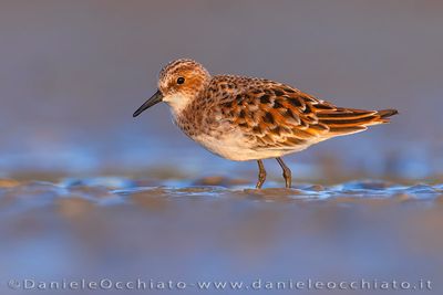 Little Stint (Calidris minuta)