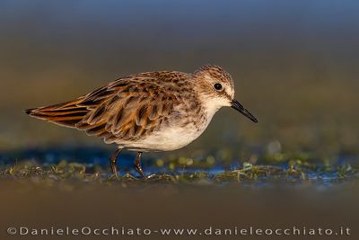 Little Stint (Gambecchio)