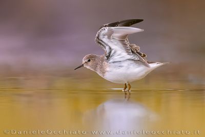 Temminck's Stint (Calidris temminckii)