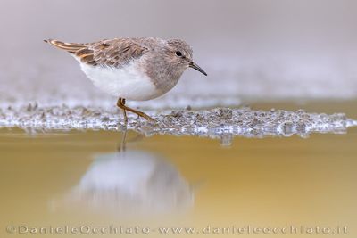 Temminck's Stint (Calidris temminckii)