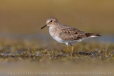 Temminck's Stint (Calidris temminckii)