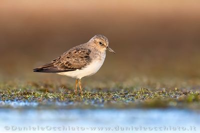 Temminck's Stint (Calidris temminckii)