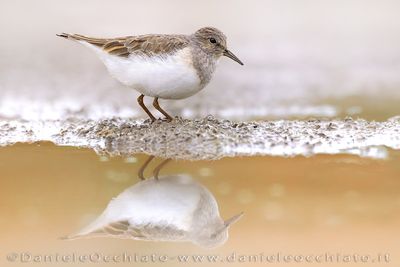 Temminck's Stint (Gambecchio nano)