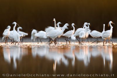 Garzetta; Little Egret; Egretta garzetta