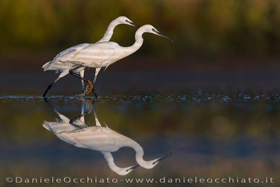 Garzetta; Little Egret; Egretta garzetta
