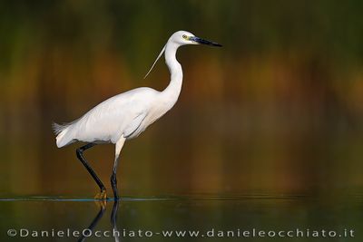 Garzetta; Little Egret; Egretta garzetta