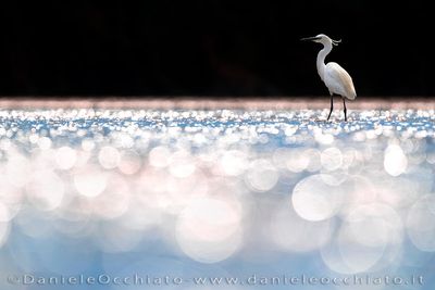 Garzetta; Little Egret; Egretta garzetta