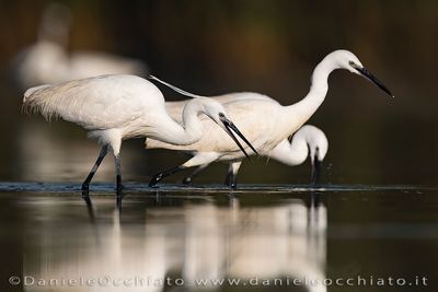 Garzetta; Little Egret; Egretta garzetta