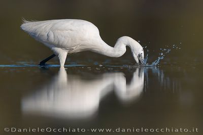 Garzetta; Little Egret; Egretta garzetta