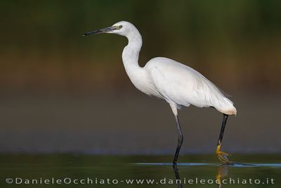 Garzetta; Little Egret; Egretta garzetta