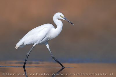 Garzetta; Little Egret; Egretta garzetta