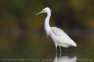 Garzetta; Little Egret; Egretta garzetta