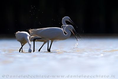 Garzetta; Little Egret; Egretta garzetta