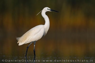 Garzetta; Little Egret; Egretta garzetta