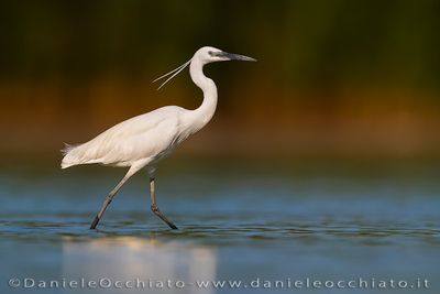 Garzetta; Little Egret; Egretta garzetta