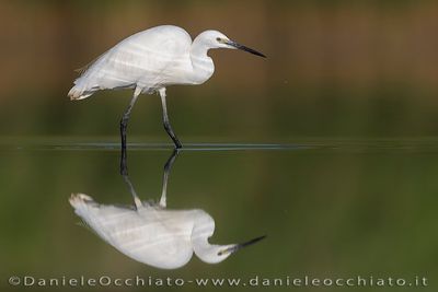 Garzetta; Little Egret; Egretta garzetta