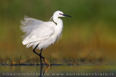 Little Egret (Garzetta)