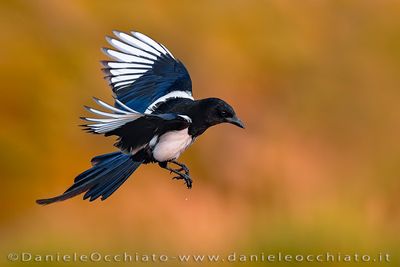 Eurasian Magpie (Pica pica)