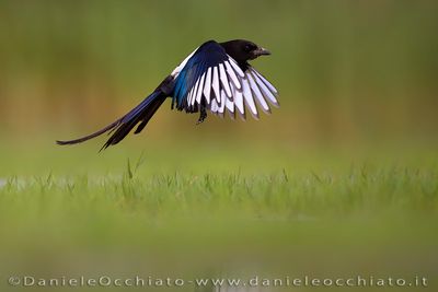 Eurasian Magpie (Pica pica)