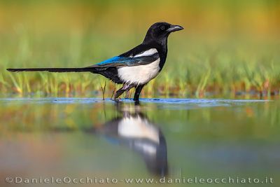 Eurasian Magpie (Pica pica)