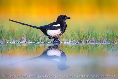 Magpie (Gazza)